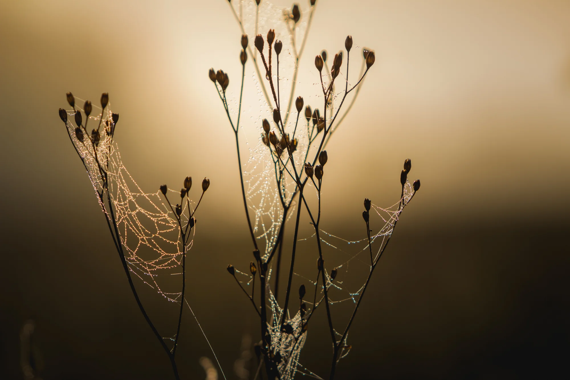 Natuur Photography